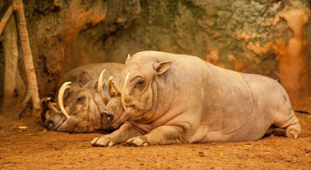 природа Запитання-цікавинка: До якого сімейства відносять таких тварин, як бабіруса?