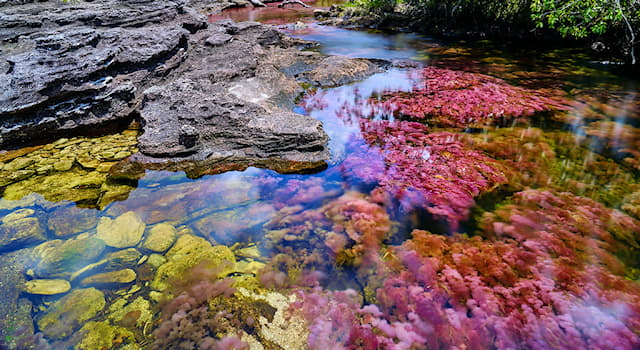 Kultura Pytanie-Ciekawostka: Jak lokalsi nazywają rzekę Caño Cristales w Kolumbii?