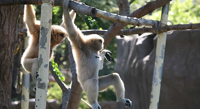 Natura Domande: Come si chiama la forma di movimento in cui i primati oscillano per le braccia da un ramo all'altro?