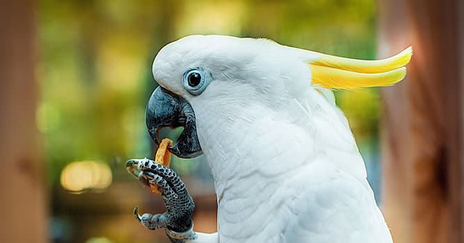 Doğa Trivia Sorusu: Bu kuşlardan hangileri Avustralya'da yaşar?