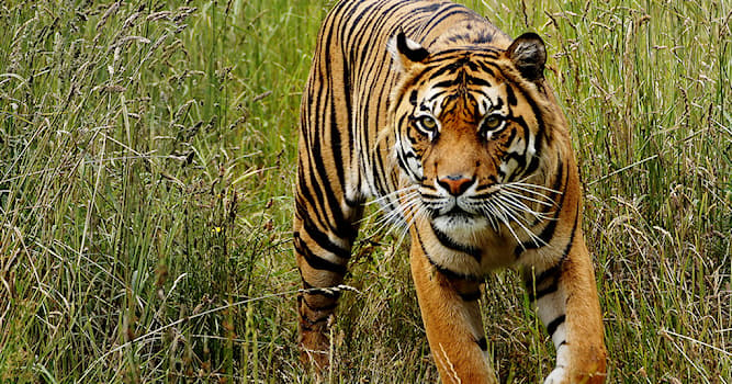 Natur Wissensfrage: Welche ist die kleinste noch lebende Unterart des Tigers?