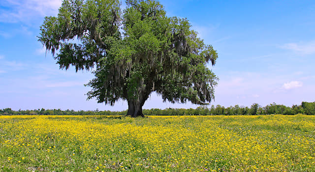 Geografia Pytanie-Ciekawostka: Louisiana to stan którego kraju?