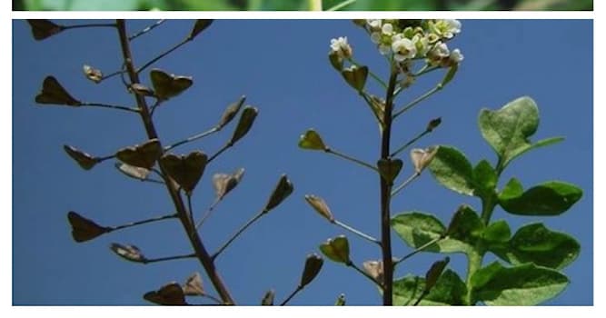 Natura Domande: Quale erba spontanea ha le foglie a forma di cuore?