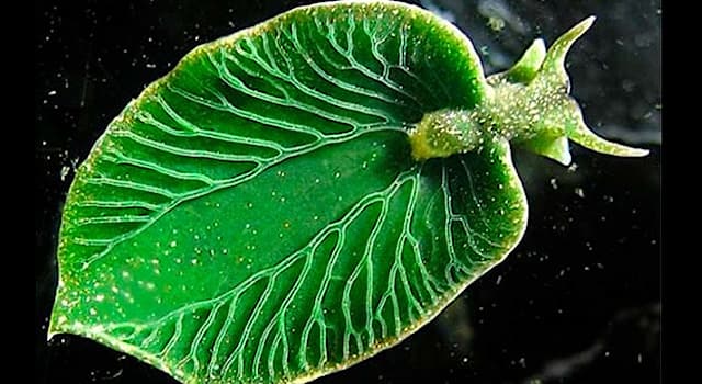 Naturaleza Pregunta Trivia: ¿Qué tiene de particular la babosa de mar "Elysia chlorotica"?