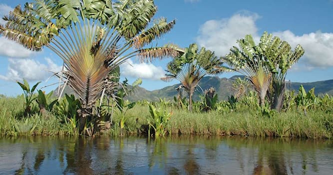 Nature Question: Quel arbre endemique de Madagascar s'appelle également l'arbre du voyageur ?