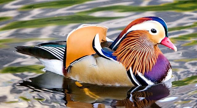 Naturaleza Pregunta Trivia: ¿Qué especie de pato aparece en la imagen?