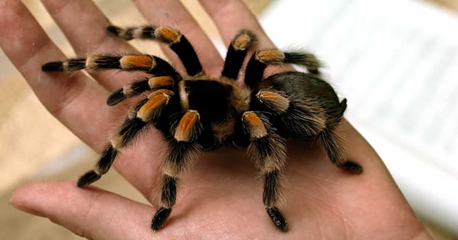 natura Pytanie-Ciekawostka: Do jakiej rodziny należą tarantule?