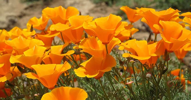 what-is-the-state-flower-of-california-trivia-questions-quizzclub