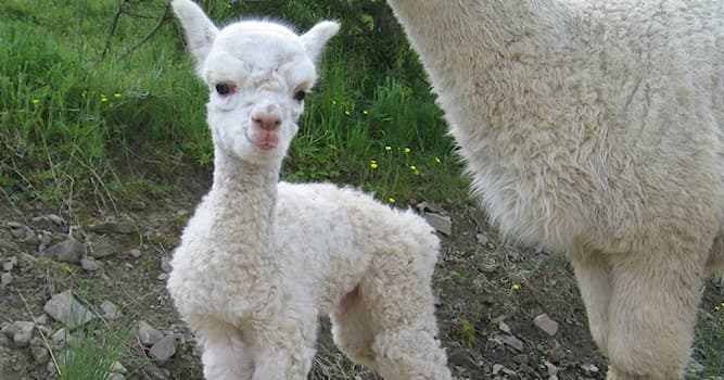 What Is The Young Of An Alpaca Called Trivia Questions QuizzClub