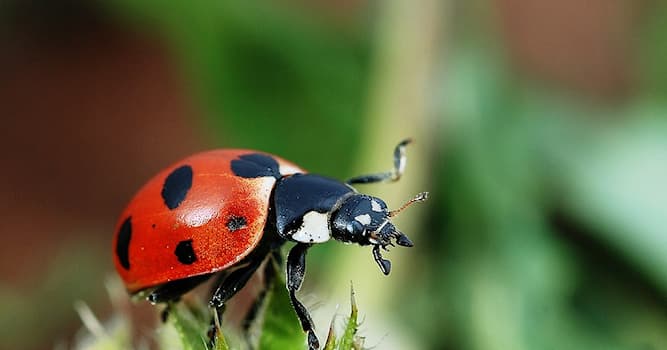 natura Pytanie-Ciekawostka: Które z tych owadów należą do tej samej rodziny co biedronki?