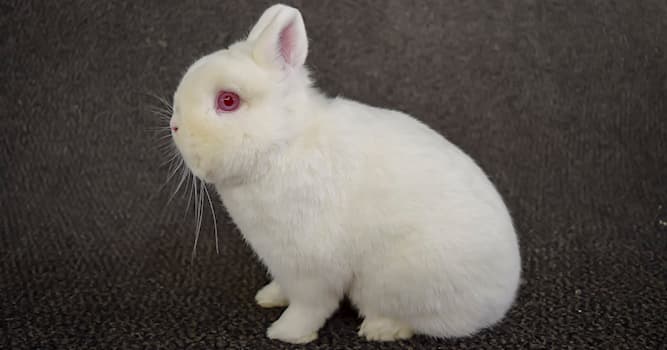 Natuur Trivia Vraag: Tot welk type behoren hermelijnen met rode ogen?