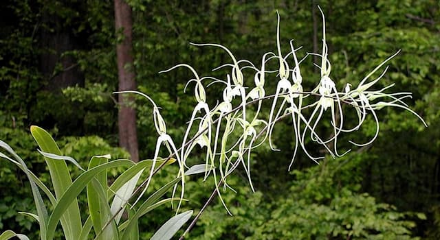 Nature Question: Comment s’appelle ce genre d'orchidée de la tribu des Oncidiinae ?