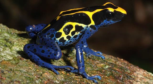 Nature Question: Comment s’appelle cette espèce d'amphibien de la famille des Dendrobatidae ?