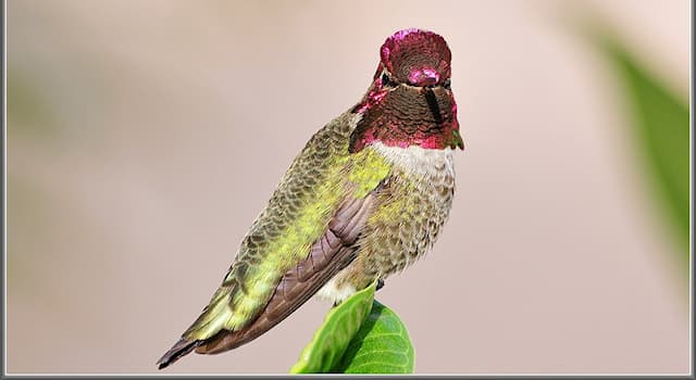 Nature Question: Comment s’appelle cette espèce d'oiseau appartenant à la famille des Trochilidae ?