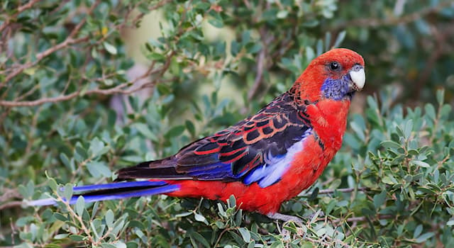 Nature Question: Comment s’appelle cette espèce d'oiseau de l'est et du sud-est de l'Australie ?