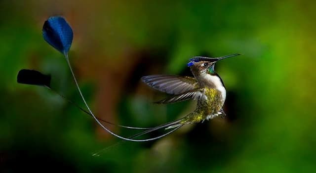 Nature Question: Comment s’appelle cette espèce de colibri endémique du Pérou ?