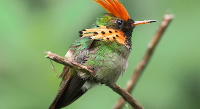 Nature Question: Comment s’appelle cette espèce d’oiseau de la famille des Trochilidae ?