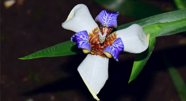 Nature Question: Comment s’appelle cette plante rhizomateuse tropicale appartenant à la famille des Iridacées ?