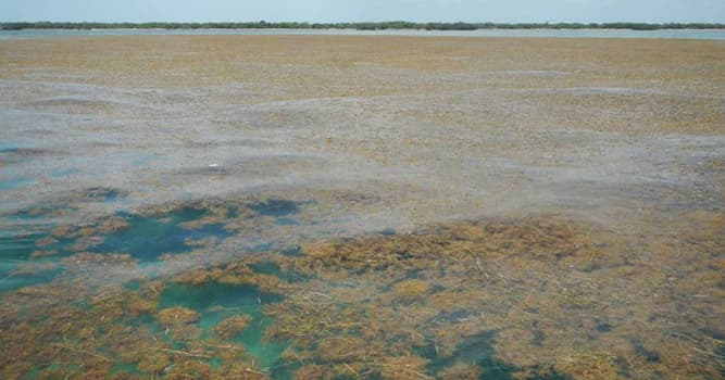 El mar de los Sargazos Cual-de-las-siguientes-afirmaciones-sobre-el-mar-de-los-sargazos-es-cierta_1