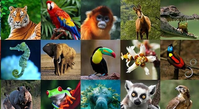 Naturaleza Pregunta Trivia: ¿Cuál de los siguientes animales no hiberna?