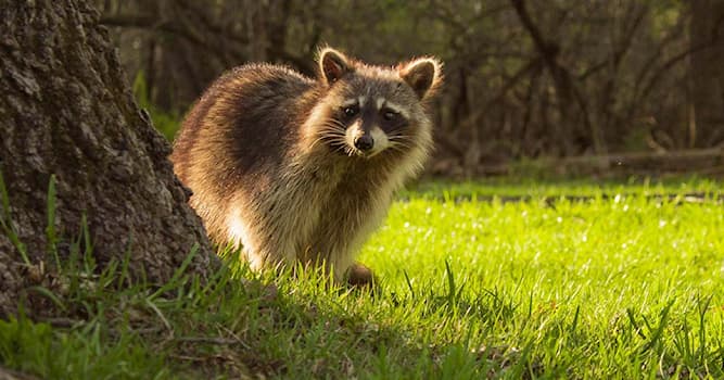 Natuur Trivia Vraag: Hoe heet dit ondeugende dier, dat er schattiger uitziet dan het werkelijk is ?