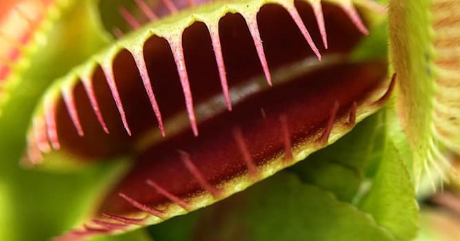Nature Question: Quelle plante est représentée sur cette image ?