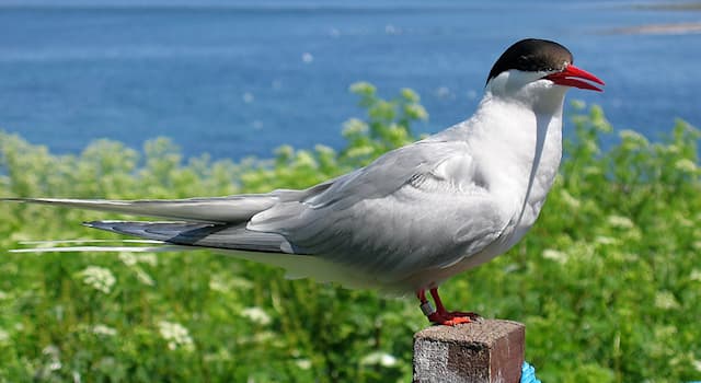 Nature Trivia Question: What type of bird is shown in the picture?