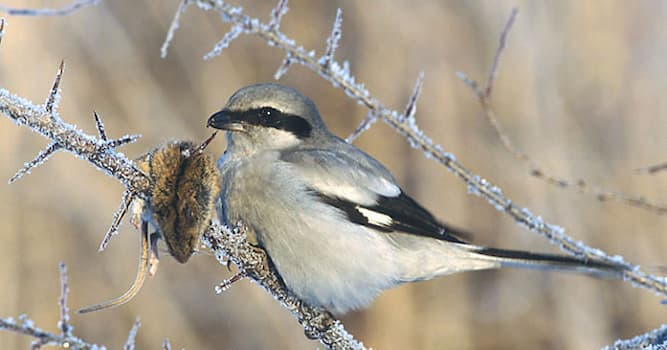 Nature Trivia Question: Which bird impales its prey on thorns or any available sharp points?