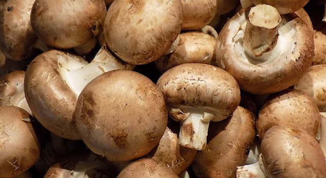 Nature Question: Quels champignons sont visibles sur la photo ?