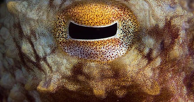 Природа Вопрос: Какой формы зрачок у осьминога?