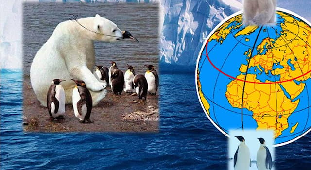 Природа Вопрос: Почему белые медведи не едят пингвинов?