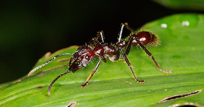 Nature Question: Quelle substance est à l'origine de l'extrême douleur causée par la piqûre de la fourmi "balle de fusil" ?