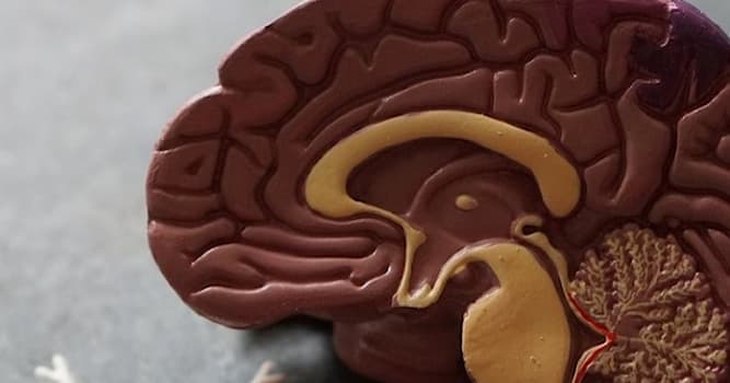 Wetenschap Trivia Vraag: Welke orgaanstructuur verandert wanneer je iets leert?