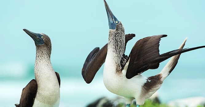 Naturaleza Pregunta Trivia: ¿Con qué divertido nombre se conoce al ave marina tropical 'Sula nebouxii'?