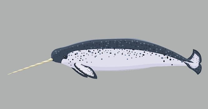 Doğa Trivia Sorusu: Narvaller hangi yaşam alanında yaşar?