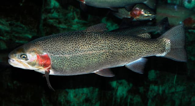 Natura Domande: Quale dei seguenti pesci ha il nome scientifico Oncorhynchus mykiss?