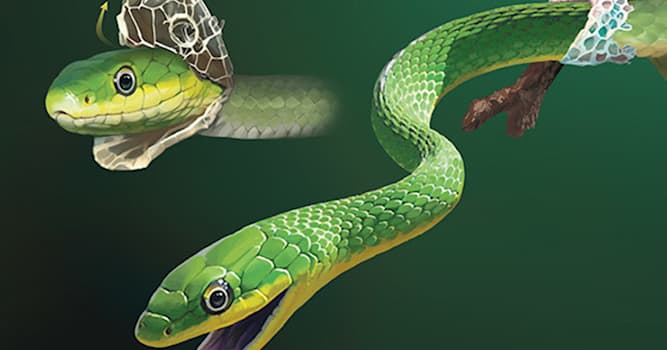 Naturaleza Pregunta Trivia: ¿Por qué las serpientes mudan de piel?