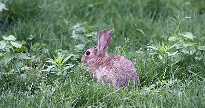 Doğa Trivia Sorusu: Yabani tavşanlar ne yer?