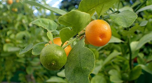 Natuur Trivia Vraag: Tot welk geslacht behoort de plant Calamondin?