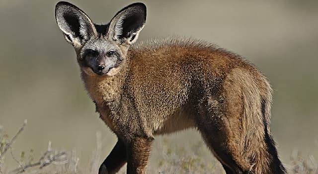 What Does The Diet Of The Bat Eared Trivia Questions QuizzClub
