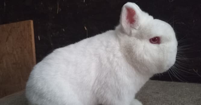 natura Pytanie-Ciekawostka: Jak nazywa się królik z czerwonymi oczami?