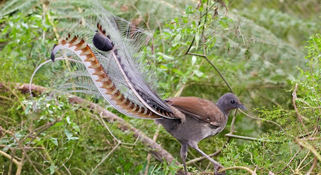 Nature Question: Comment s’appelle cette espèce d'oiseau-lyre originaire d'Australie ?