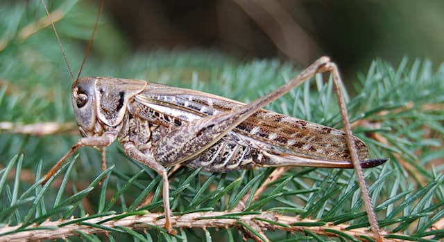 Nature Question: Comment s’appelle cette espèce de sauterelle de la famille des Tettigoniidae ?
