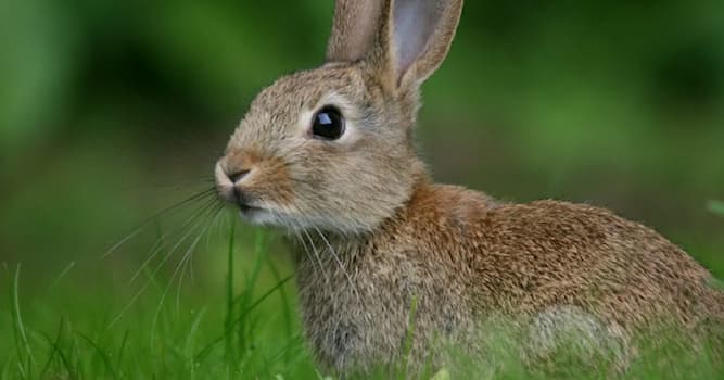 природа Запитання-цікавинка: Для чого зайцеві його великі вуха?