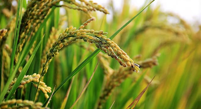 Natura Domande: Il riso appartiene a quale famiglia vegetale?