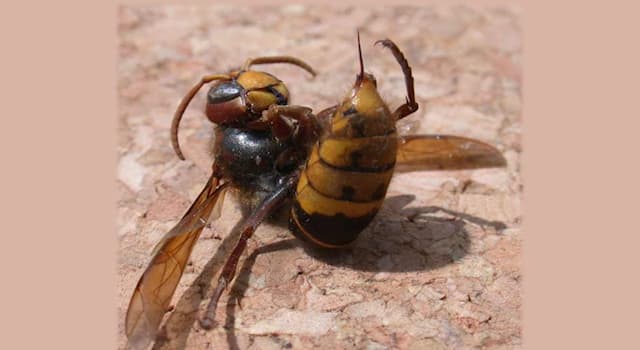 Nature Trivia Question: What is this organ found in bees, wasps, bumblebees and hornets called?