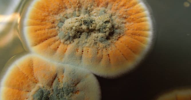 Bilim Trivia Sorusu: Dünyanın ilk antibiyotiğinin adı nedir?