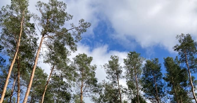 natura Pytanie-Ciekawostka: Pinus sylvestris to łacińska nazwa którego drzewa?