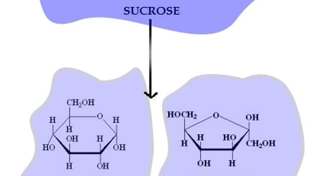 Сiencia Pregunta Trivia: ¿Qué azúcar simple se encuentra principalmente en bayas y otras frutas?