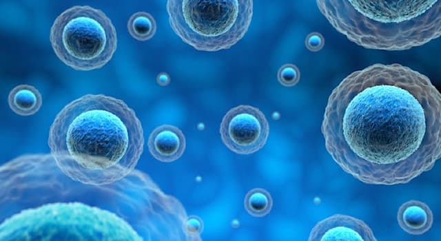 Сiencia Pregunta Trivia: ¿Qué tipo de células tienen un único cromosoma circular en el citoplasma?